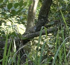 Malurus