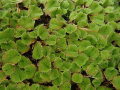 Riccia gougetiana