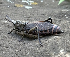Dictyophorus griseus