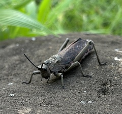 Dictyophorus griseus
