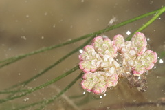 Azolla filiculoides