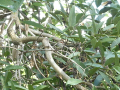 Malurus