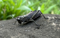 Dictyophorus griseus