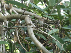 Malurus