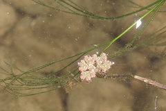 Azolla filiculoides