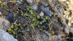 Utricularia striatula