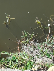 Alternanthera philoxeroides