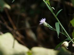 Tricholepis glaberrima
