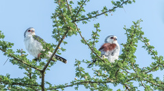 Polihierax semitorquatus