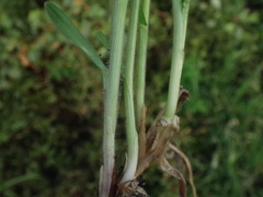Bromus madritensis