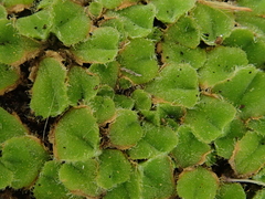 Riccia gougetiana