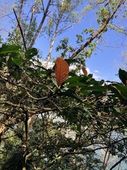 Ficus benguetensis