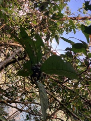 Ficus benguetensis