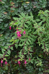 Fuchsia magellanica