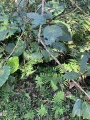 Ficus benguetensis