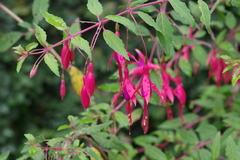 Fuchsia magellanica