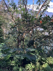 Ficus benguetensis