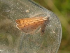 Asaphodes abrogata