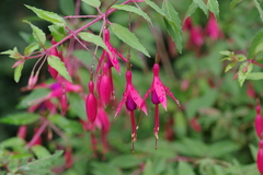 Fuchsia magellanica