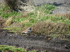 Thinornis novaeseelandiae