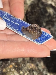 Pseudopusula californiana