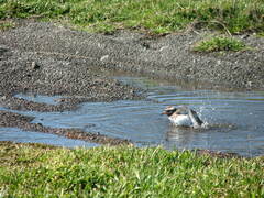 Thinornis novaeseelandiae