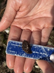 Pseudopusula californiana