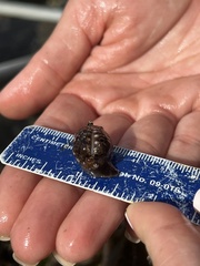 Pseudopusula californiana