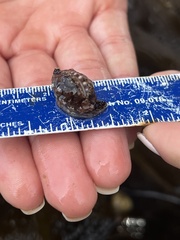 Pseudopusula californiana