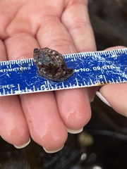 Pseudopusula californiana