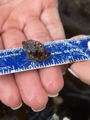 Pseudopusula californiana