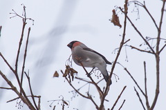 Pyrrhula pyrrhula griseiventris