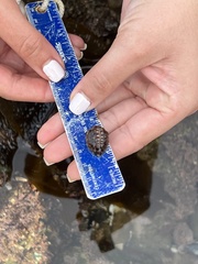 Pseudopusula californiana