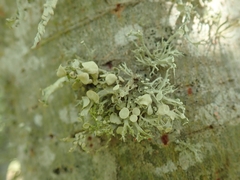 Ramalina glaucescens