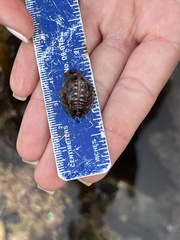 Pseudopusula californiana