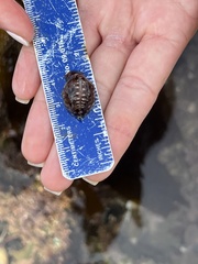 Pseudopusula californiana