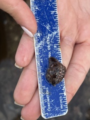 Pseudopusula californiana