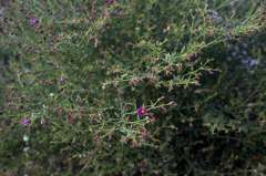 Fagonia laevis
