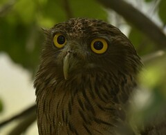Ketupa zeylonensis