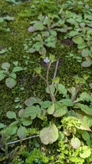Mazus goodenifolius