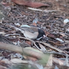 Junco hyemalis thurberi