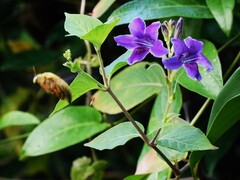 Xylocopa aestuans