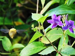 Xylocopa aestuans