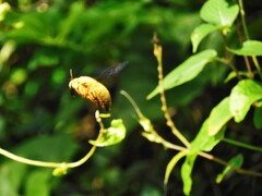 Xylocopa aestuans