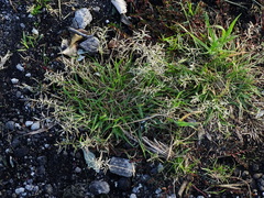 Eragrostis barrelieri