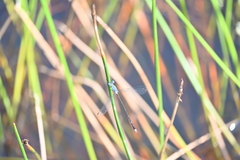 Lestes praemorsus
