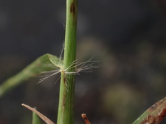 Eragrostis barrelieri