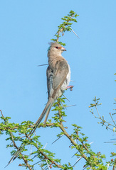 Urocolius macrourus