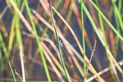 Lestes praemorsus