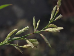 Eragrostis barrelieri